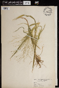 Panicum capillare image