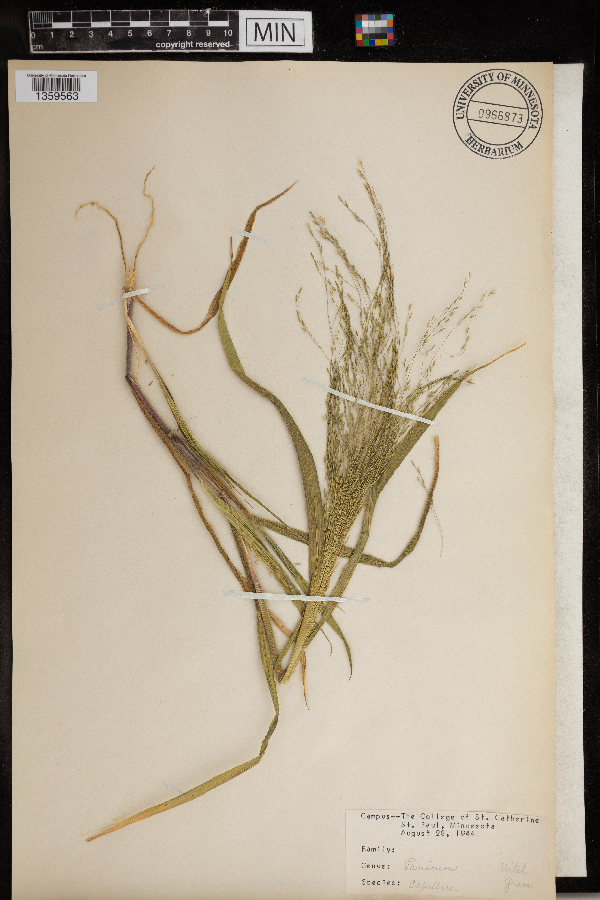 Panicum capillare image