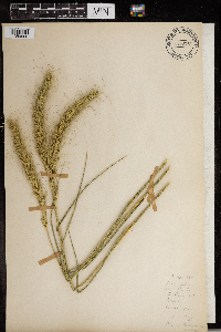 Elymus canadensis image