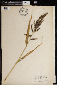 Echinochloa muricata image