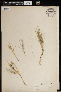 Distichlis spicata image