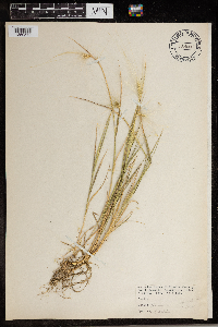 Hordeum jubatum image
