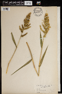 Echinochloa muricata image