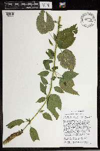 Agastache scrophulariifolia image