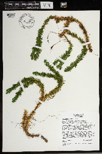 thumbnail image of current specimen