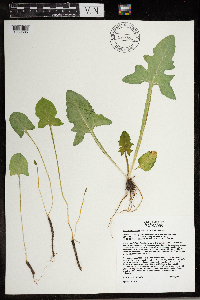 Prenanthes crepidinea image