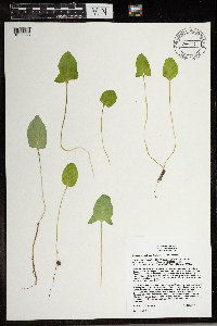 Prenanthes crepidinea image