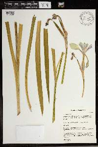 Iris virginica image