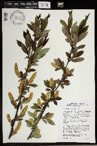 Salix serissima image