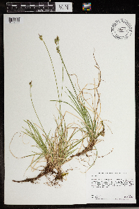 Carex peckii image