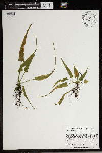 Asplenium rhizophyllum image