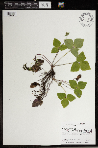 Anemone acutiloba image