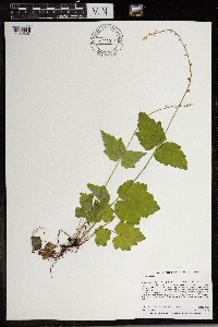 Mitella diphylla image