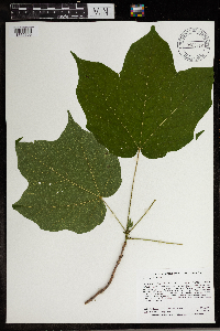 Acer nigrum image