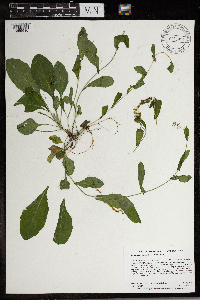 Boechera dentata image