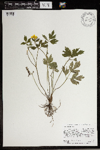Ranunculus hispidus image