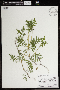 Ellisia nyctelea image