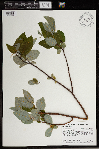 Salix pyrifolia image