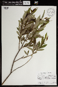 Salix serissima image