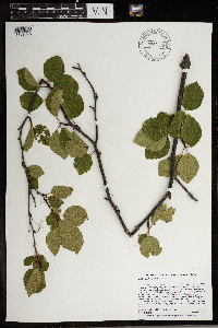 Betula x sandbergii image