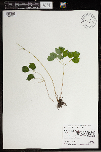 Thalictrum thalictroides image