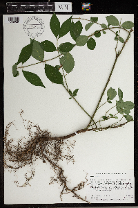 Euonymus alatus image