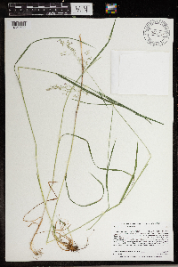 Agrostis perennans image