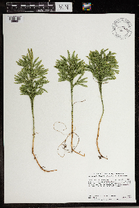 Dendrolycopodium hickeyi image