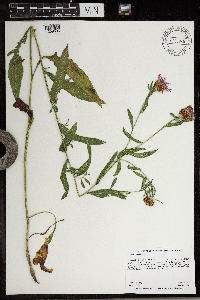 Centaurea x moncktonii image