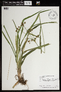 Scirpus hattorianus image