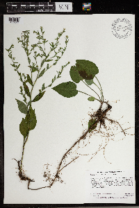 Symphyotrichum urophyllum image