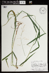 Cinna latifolia image