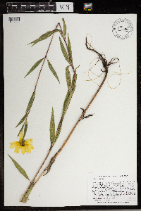 Helianthus nuttallii image