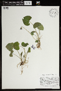 Viola sororia image
