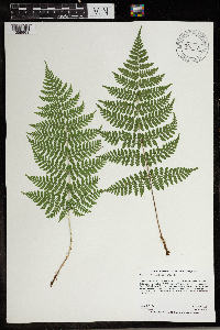 Dryopteris intermedia image