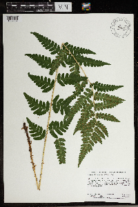 Dryopteris carthusiana x cristata image