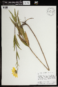 Helianthus nuttallii image