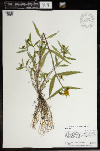 Bidens cernua image