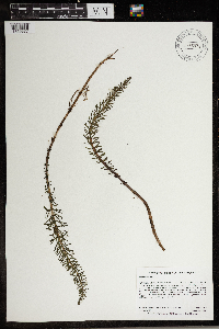 Hippuris vulgaris image