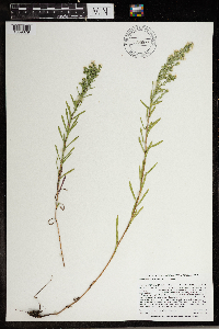 Symphyotrichum ericoides image