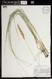 thumbnail image of current specimen