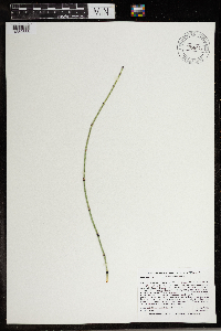 Equisetum variegatum subsp. variegatum image