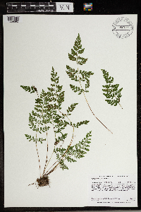 Cystopteris tenuis image