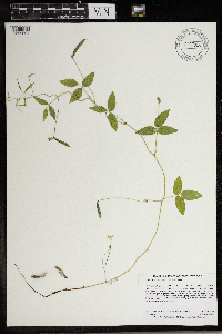 Image Associated With the Occurrence