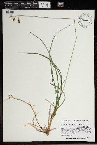 Carex magellanica image
