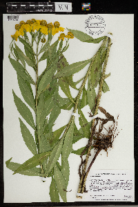 Helenium autumnale image