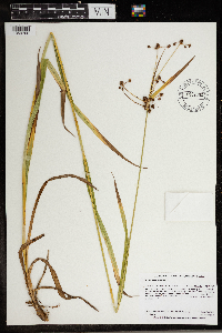 Scirpus hattorianus image