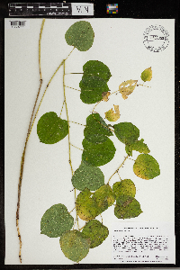 Smilax lasioneura image