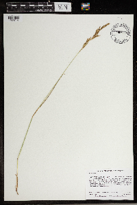 Festuca rubra image