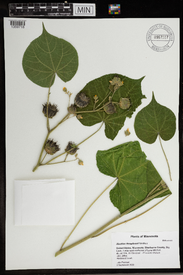 Abutilon theophrasti image